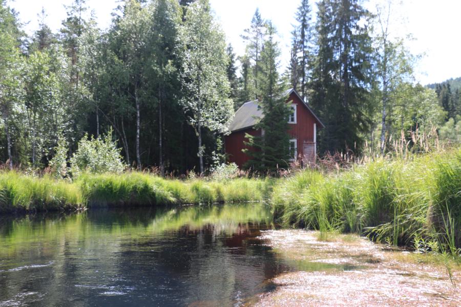Zum ältesten Baum der Welt